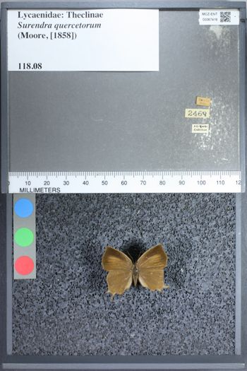 Media type: image;   Entomology 67416